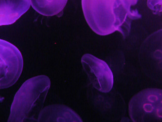 ./files/attach/images/1636/6232/Jellies.jpg